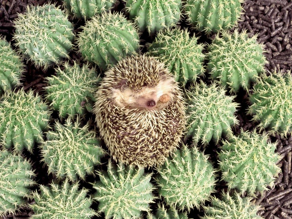 foltene cactus